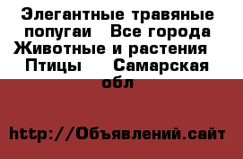 Элегантные травяные попугаи - Все города Животные и растения » Птицы   . Самарская обл.